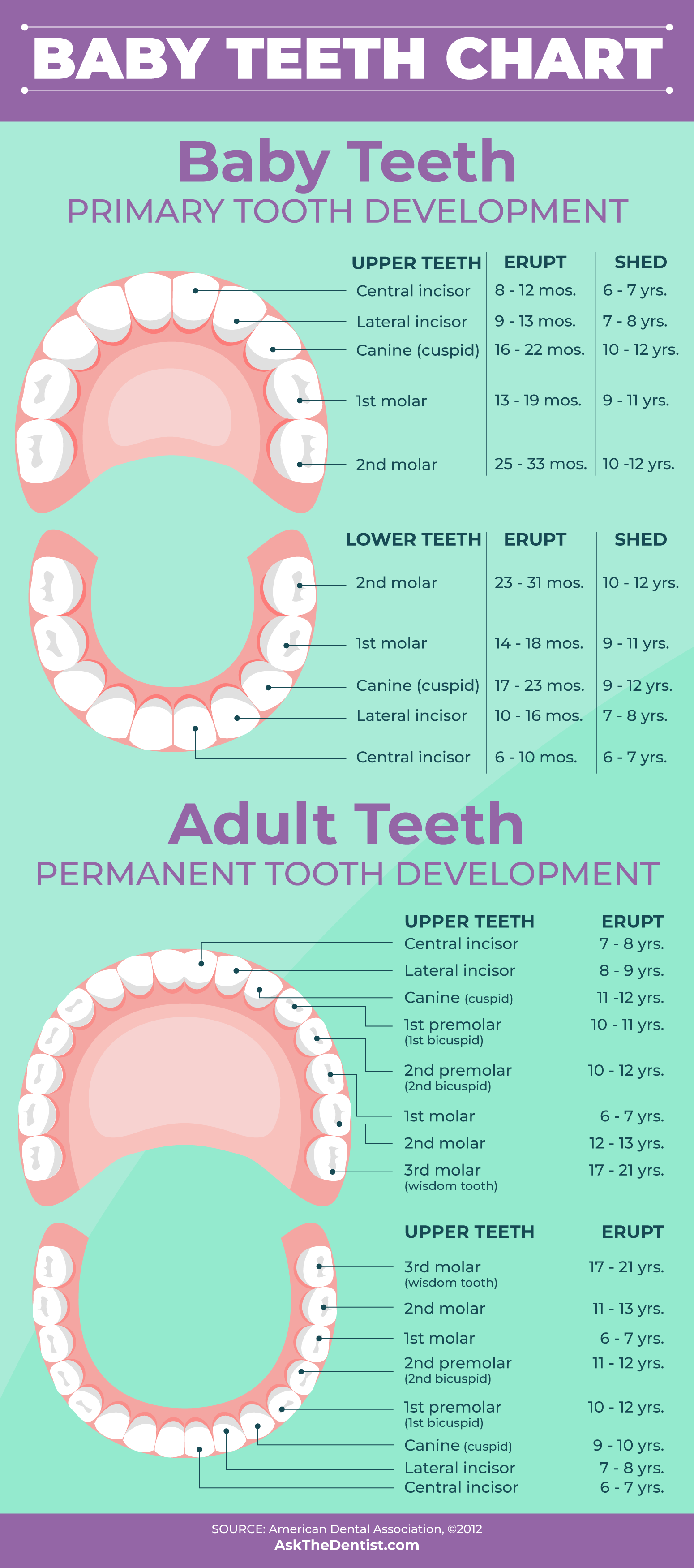 Tooth development chart